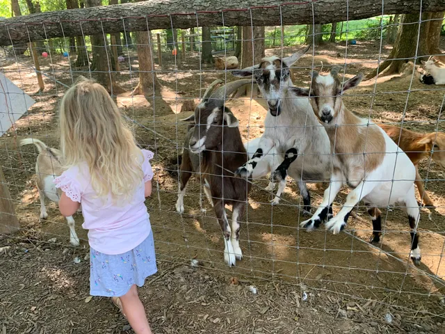 Ballyhoo Petting Zoo