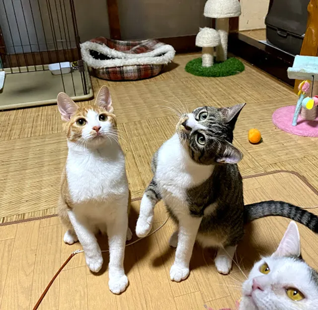 Cat Cafe Nekonomichikusa