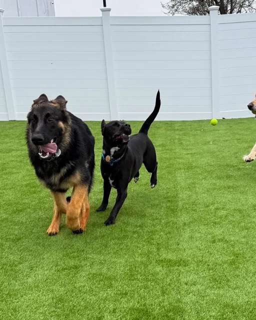 Barkgata Luxury Dog Hotel, Daycare & Spa