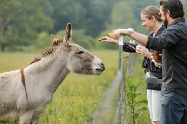 The Fork Inn Nature Retreat