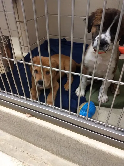 Humane Indiana Shelter and Adoption Center