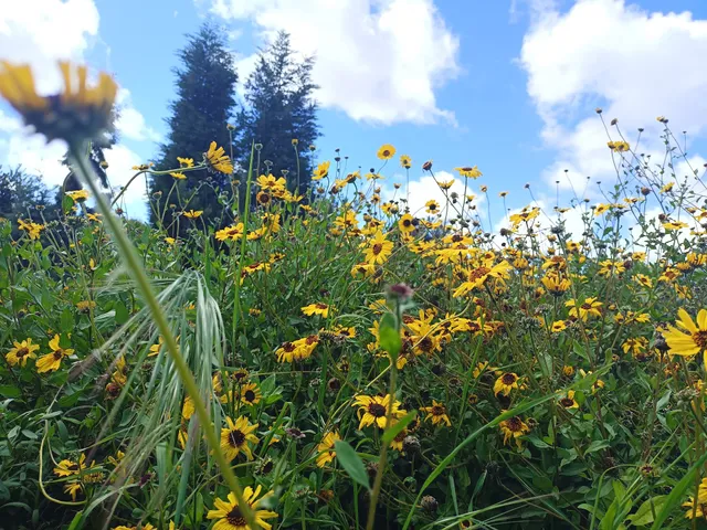 San Diego River Garden in Mission Valley