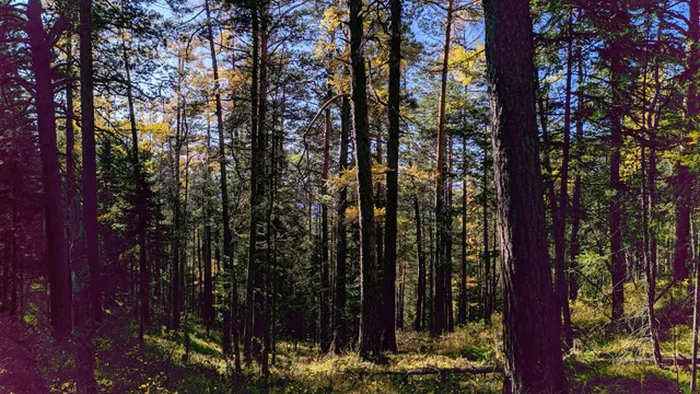 Зыковский сельсовет
