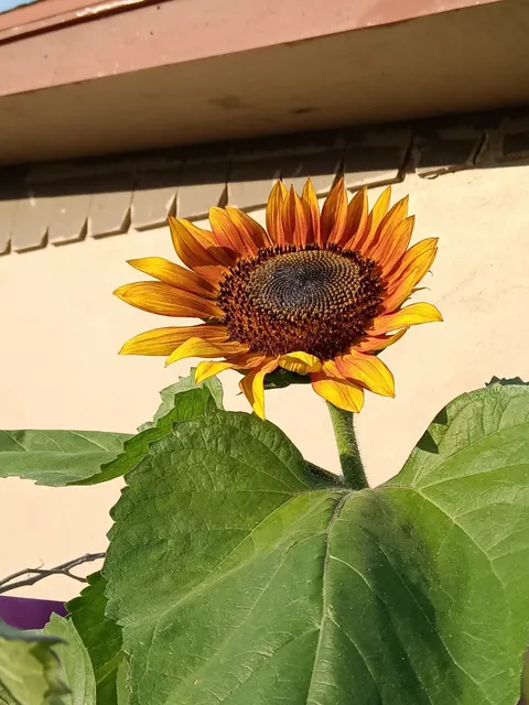 Elegance Flower Shop