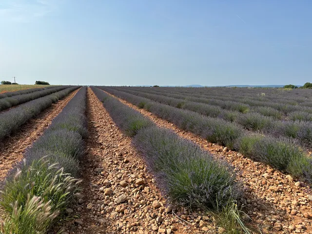 Lavender & Sunflower Field