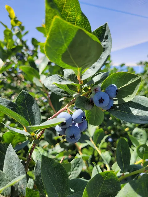 Novak Blueberries