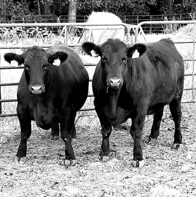 Harmony Hill Market at Bryant-Thomas Ranch