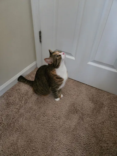 Animal Rescue League of Berks County