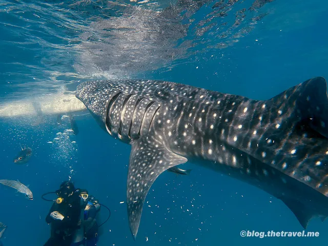 Oslob whale shark viewing