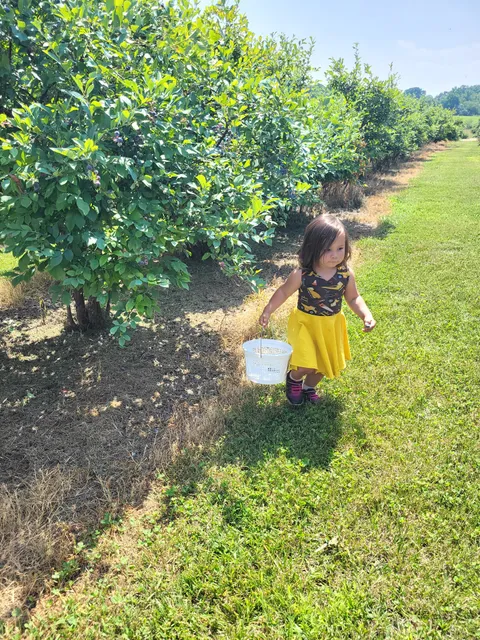 Green Mesa Blueberry Farm