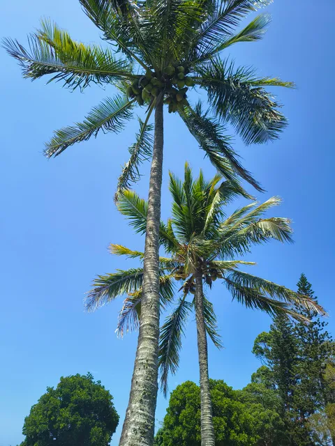Fresh Coconuts Brisbane - Delivery