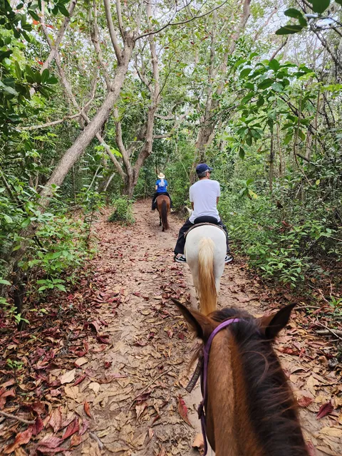 Tropical Trail Rides