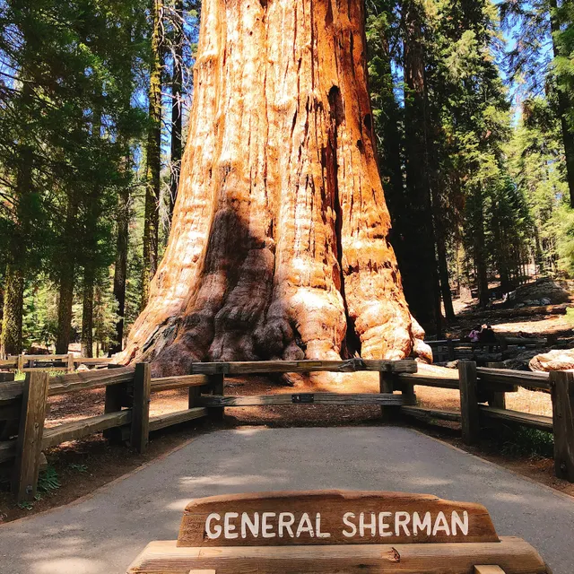 General Sherman Tree Parking Lot