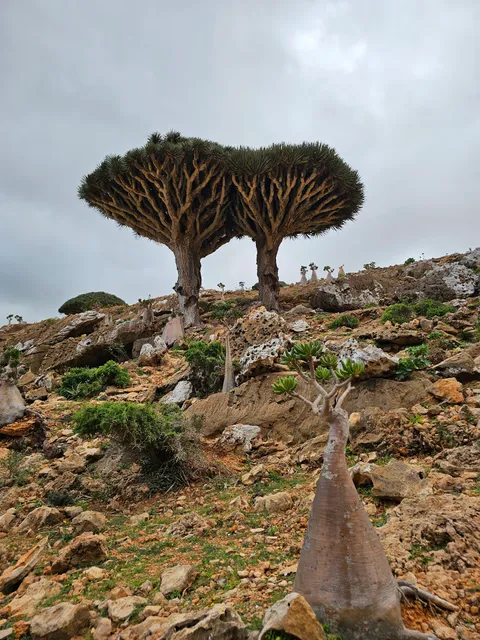 Welcome to Socotra