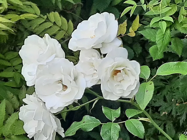 Tuingroep Wijkergouw