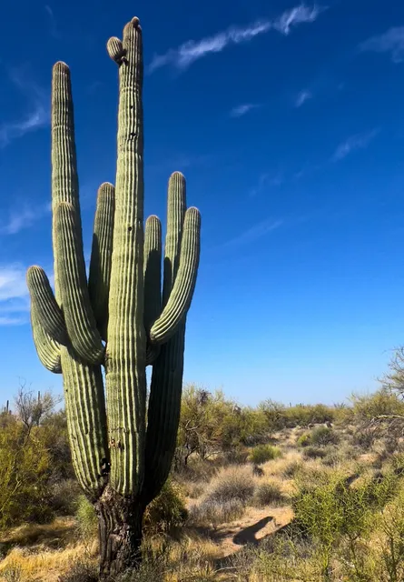 McDowell Sonoran Preserve