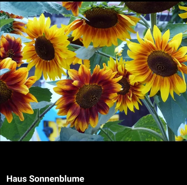 Pension Haus Sonnenblume