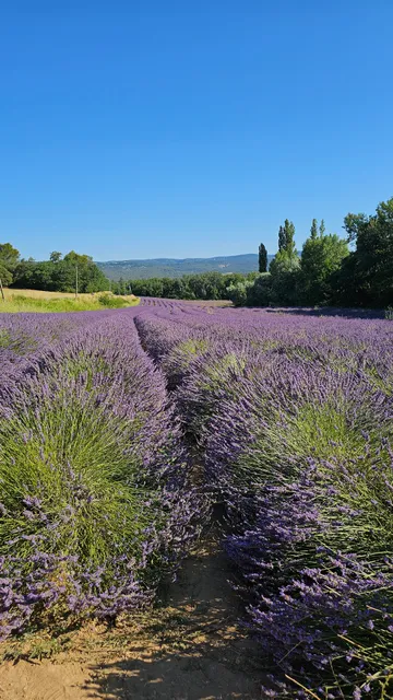 Lavender field