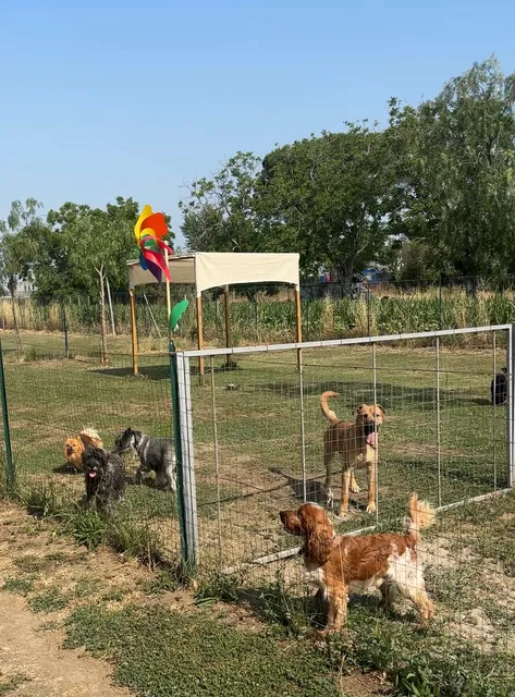 Centro Cinofilo Gli Amici di Mumba