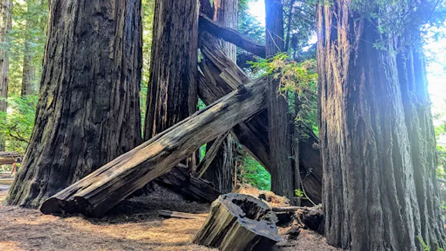 Redwood National Park