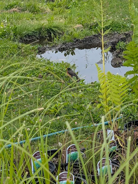 Jolivette's Berry Farm