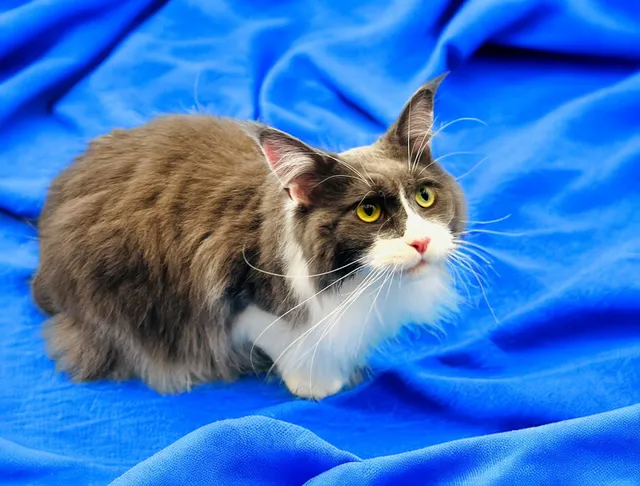 Cats in the City - TANDEM Cat® Grooming