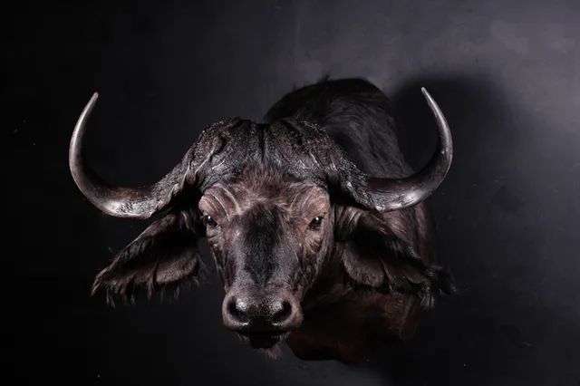 Blue Crane Route Local Municipality