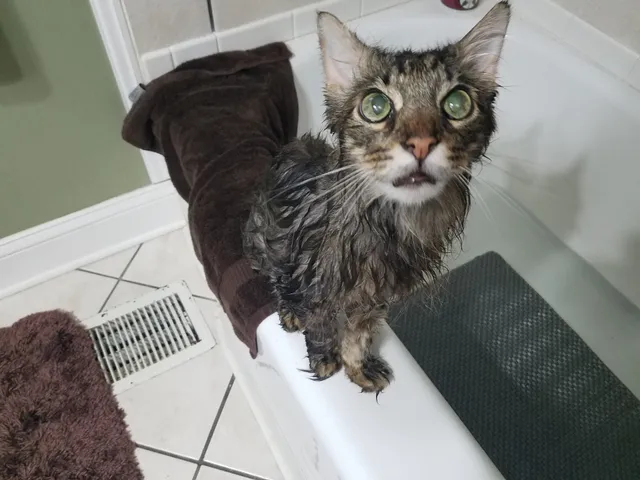 Catisfaction Cat Clinic