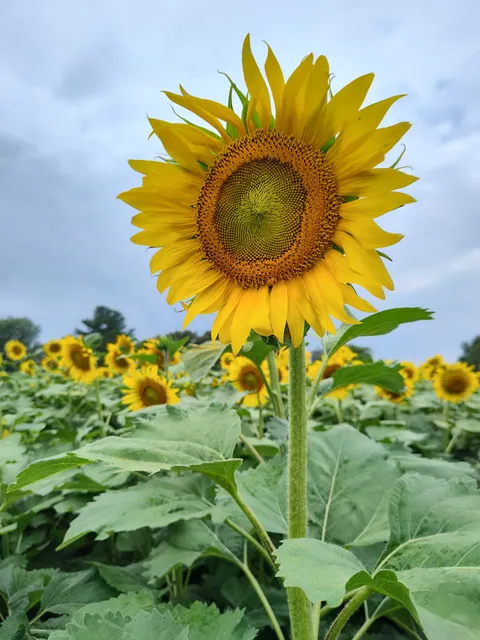 Haudrich Farm U-pick