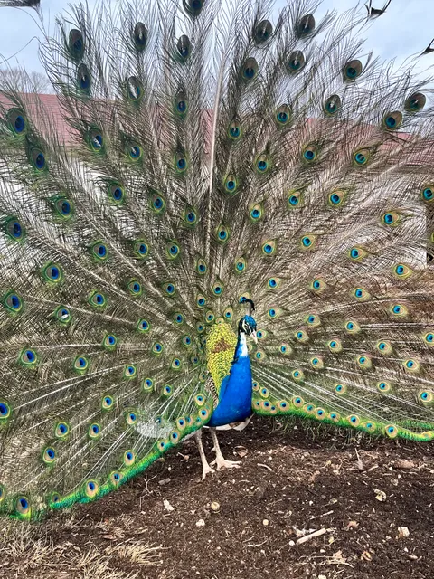 Armstrong Farm of Lattingtown