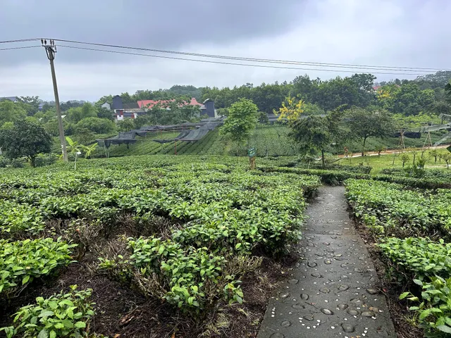 Đồi Chè Tân Cương - HTX Tiến Yên