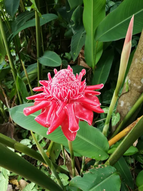 Xinglong Tropical Botanical Garden