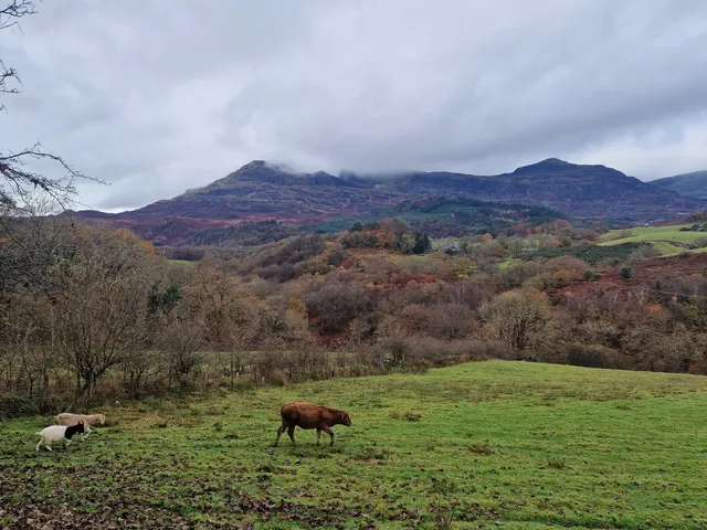 Cae'r Blaidd Country House