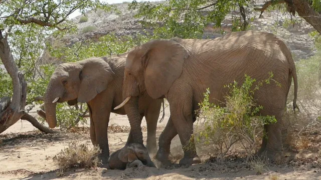 Twyfelfontein Elephant Drives & Campsite