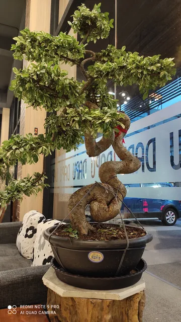 Dapu - Hotspring 大埔硫磺溫泉商旅