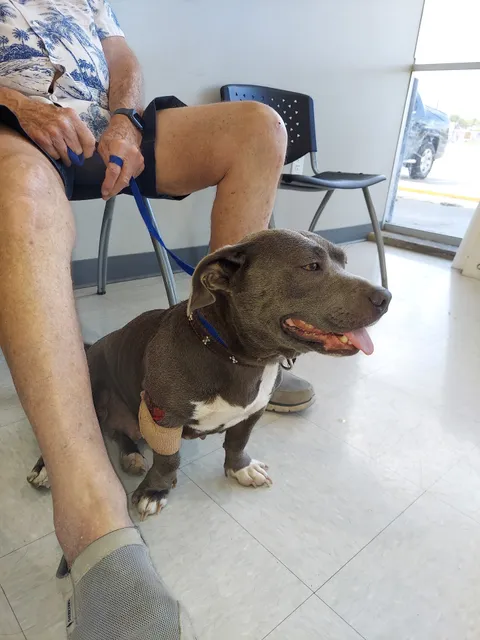 Blue Cross Pet Clinic