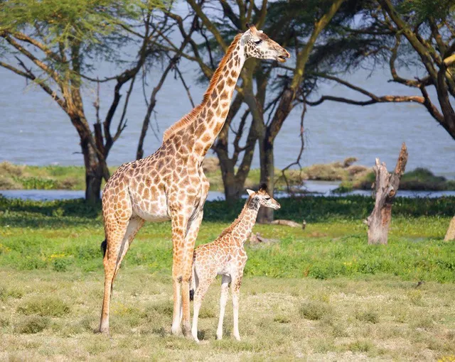 Aanika Karibu Safaris in Kenya
