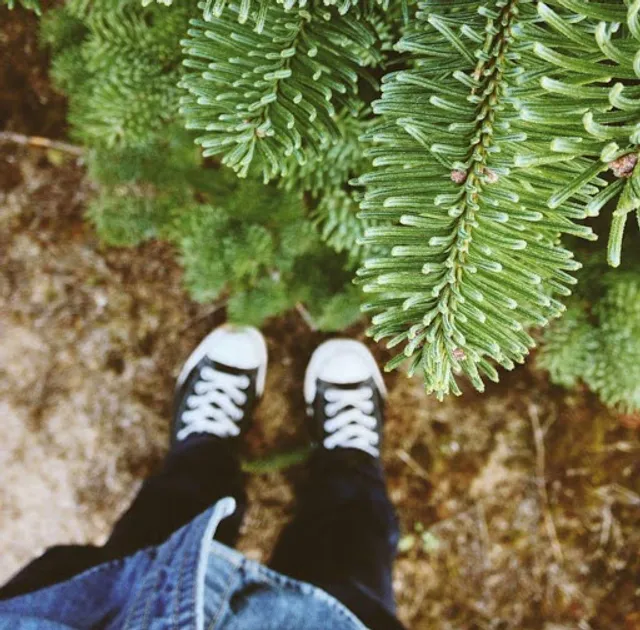 Speer Family Farms Pumpkin Patch