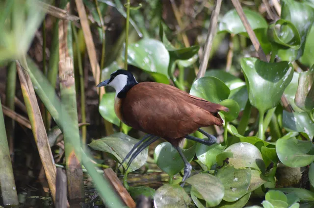 Mabamba Swamp Bird Watching