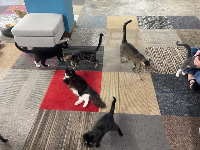Nine Lives Cat Lounge & Adoption Center