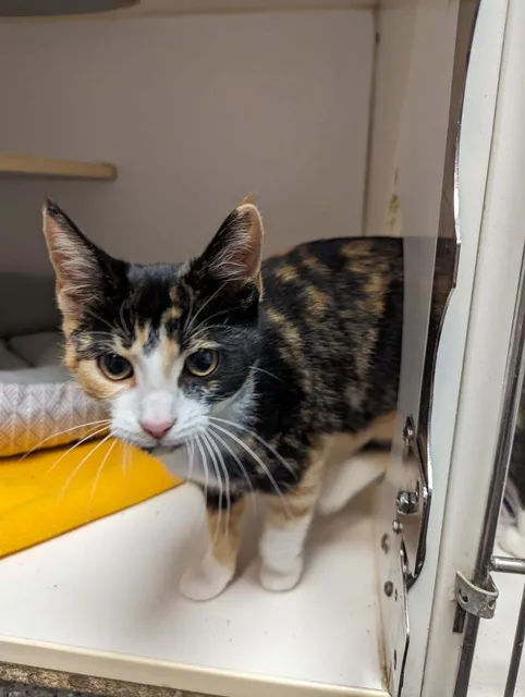 Paws & Whiskers Cat Shelter