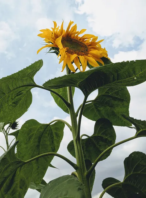 Demonstration Garden