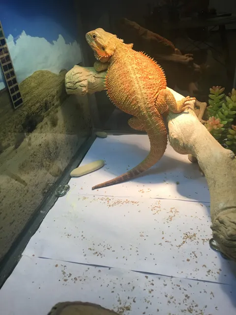 Amazon Reptile Center