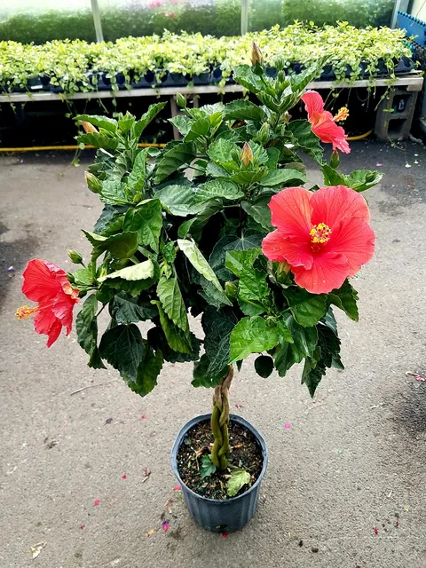 J & A Farm Market & Greenhouses LLC