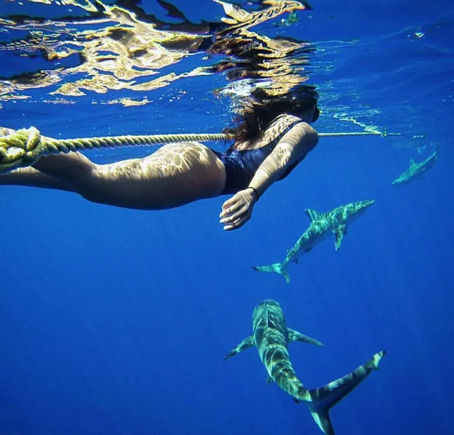 HAWAII ADVENTURE DIVING