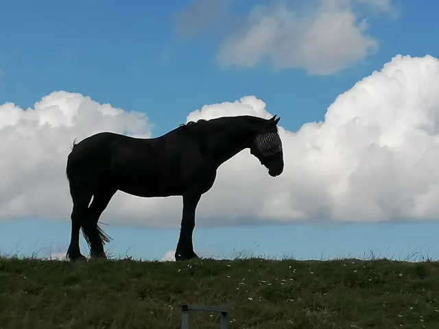 Reiterhof Gründeich