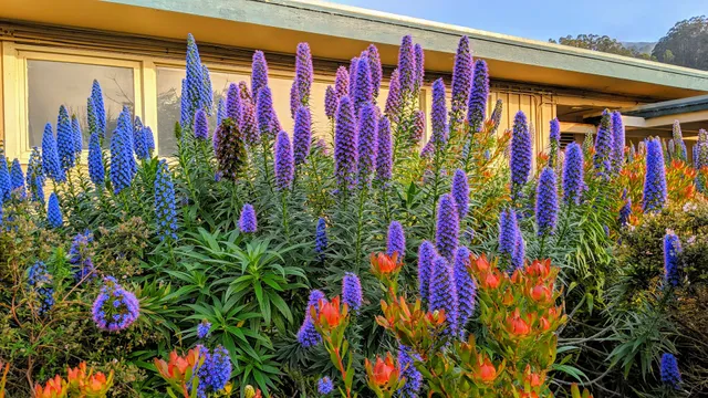 Pacifica Performances