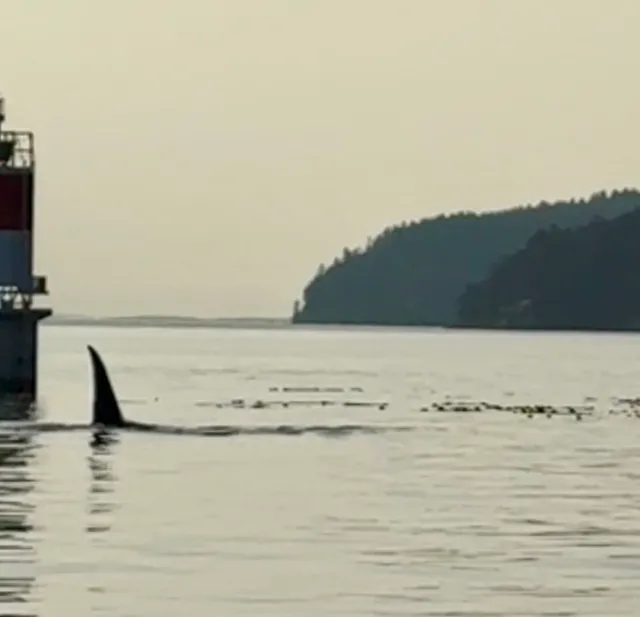 Sidney Whale Watching