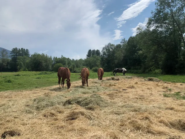 Franconia Notch Stables