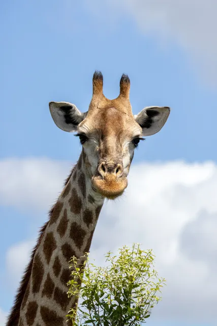 Crocodile Bridge Gate @ Kruger National Park